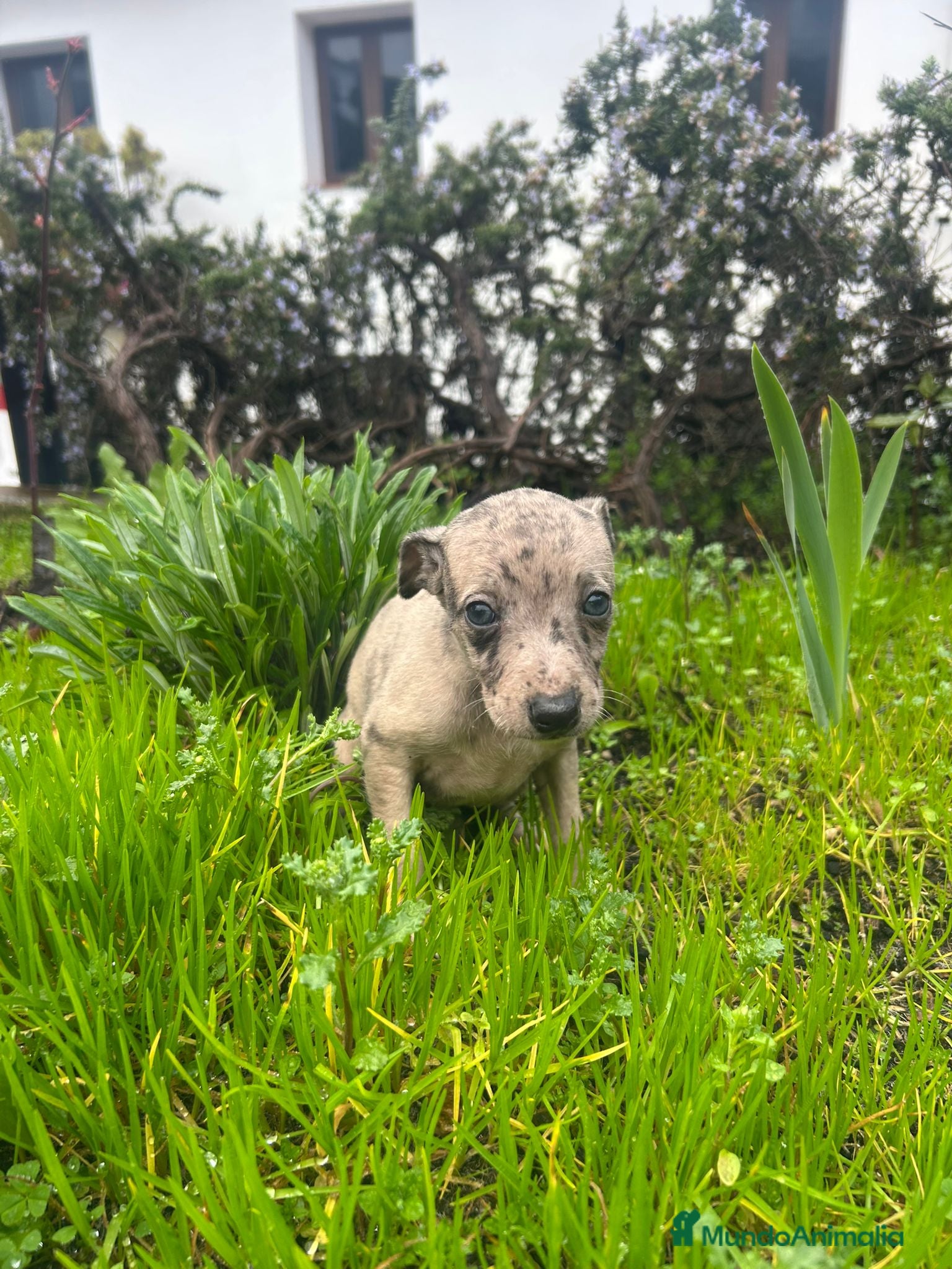 Pequeño Lebrel Italiano perros Lebrel italiano  - Anuncio 2