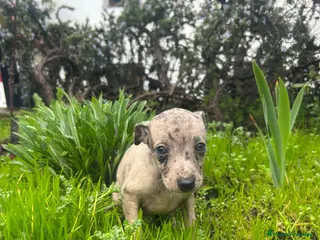 Pequeño Lebrel Italiano perros Lebrel italiano - Anuncio 2