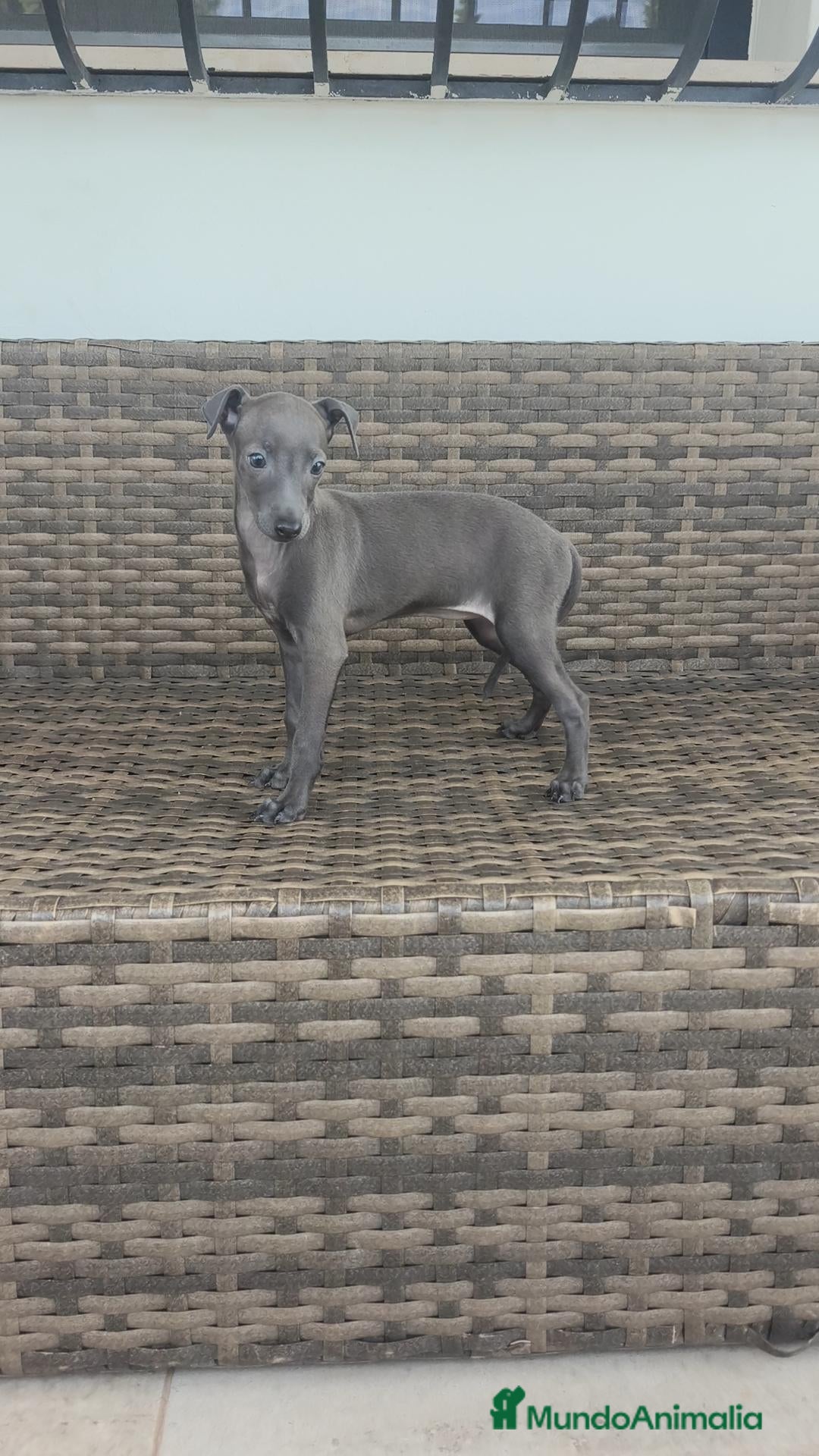Pequeño Lebrel Italiano perros Pequeño Lebrel Italiano Finca Paunais  - Anuncio 2
