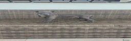 Pequeño Lebrel Italiano perros en venta: Pequeño Lebrel Italiano Finca Paunais  - Anuncio 1