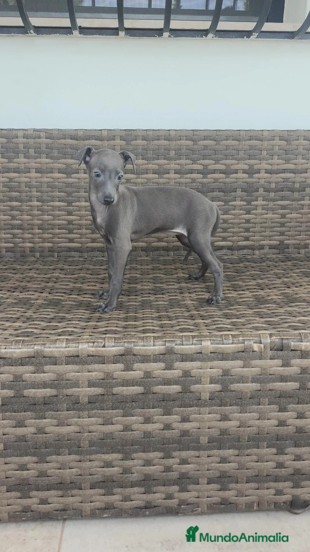 Pequeño Lebrel Italiano perros en venta: Pequeño Lebrel Italiano Finca Paunais  - Anuncio 1