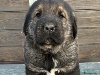 Mastín Español perros Mastin español en Barcelona - Anuncio 4