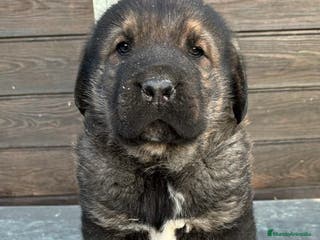 Mastín Español perros Mastin español en Barcelona - Anuncio 13