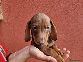 Teckel Miniatura perros TECKEL - Anuncio 3