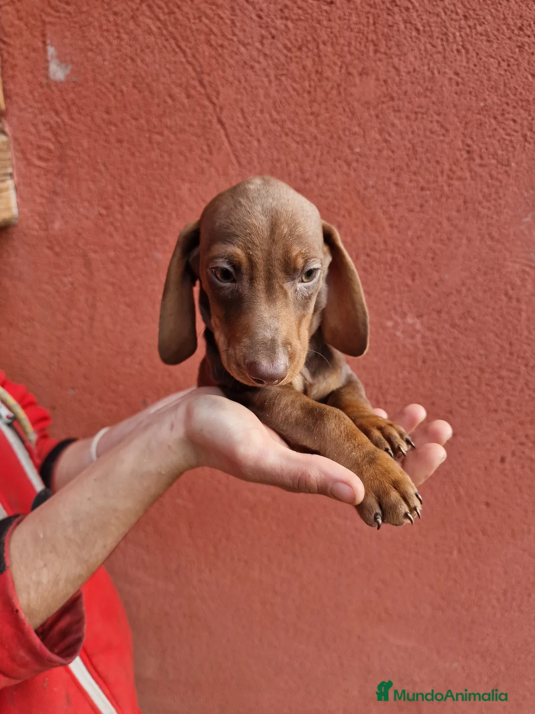 Teckel Miniatura perros en venta: TECKEL - Anuncio 1