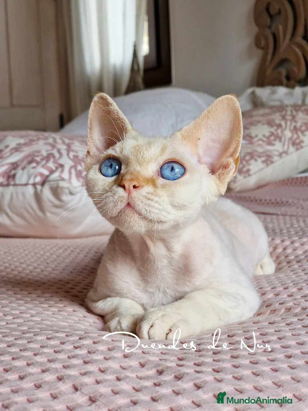 Imagen de galería {{count}}