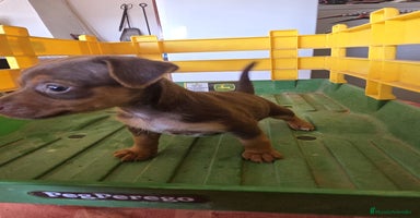 Pinscher Miniatura perros - Anuncio 3