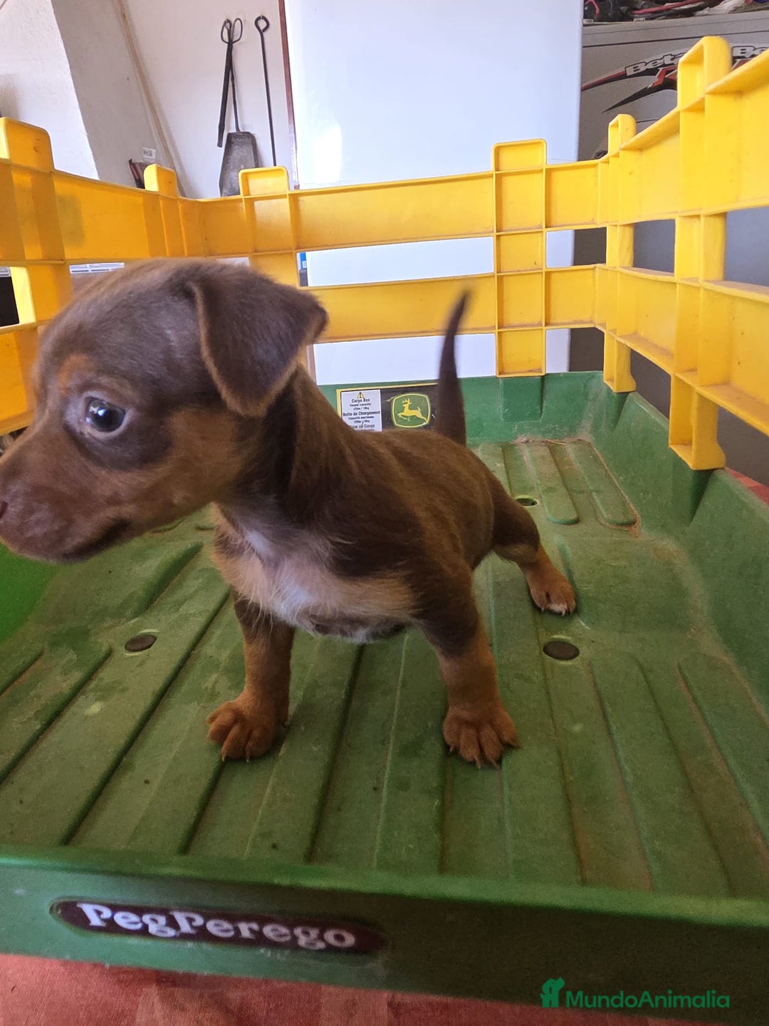 Pinscher Miniatura perros en venta: Pinscher miniatura chocolate  - Imagen 2