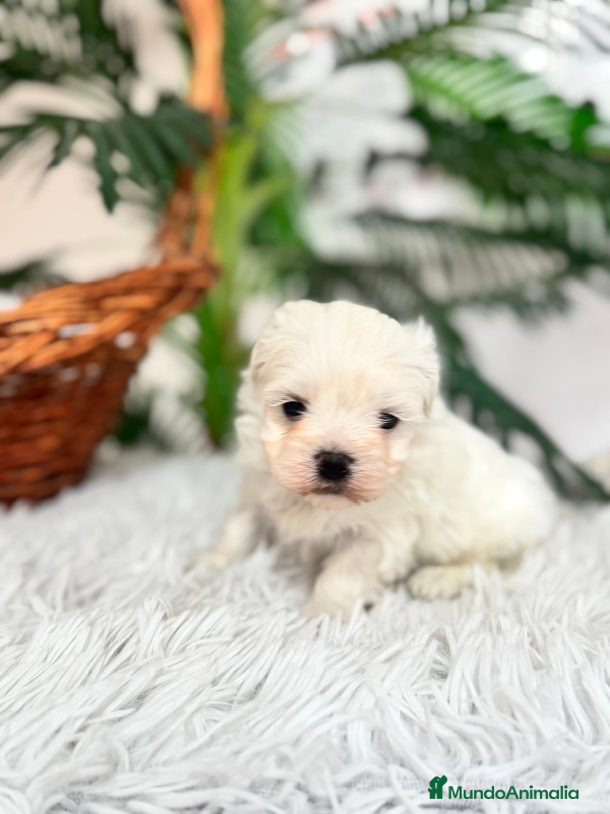 Bichón Maltés perros BICHON MALTES MACHO - Anuncio 1