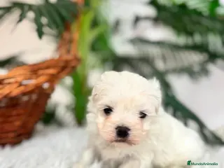 Bichón Maltés perros BICHON MALTES MACHO - Anuncio 1