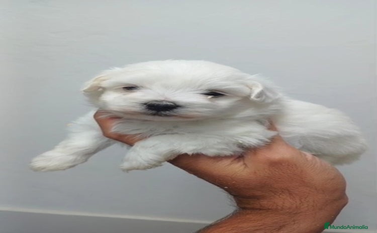 Bichón Maltés perros - Anuncio 3