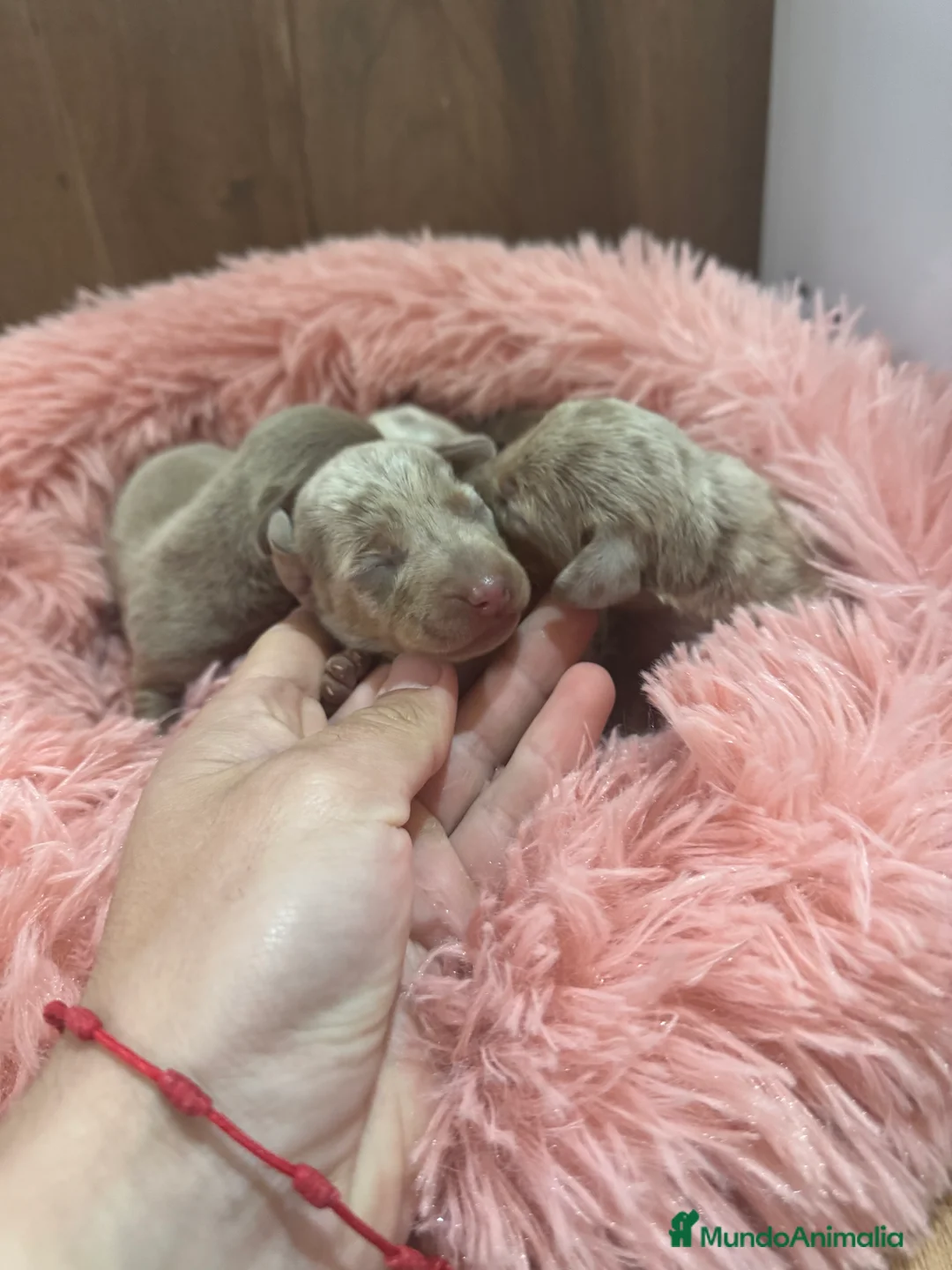 Teckel Miniatura perros en venta: teckel arlequin isabela  - Anuncio 2