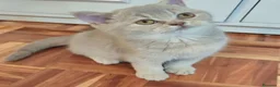 Británico de Pelo Corto gatos en venta: Gatos British Shortair - Anuncio 4
