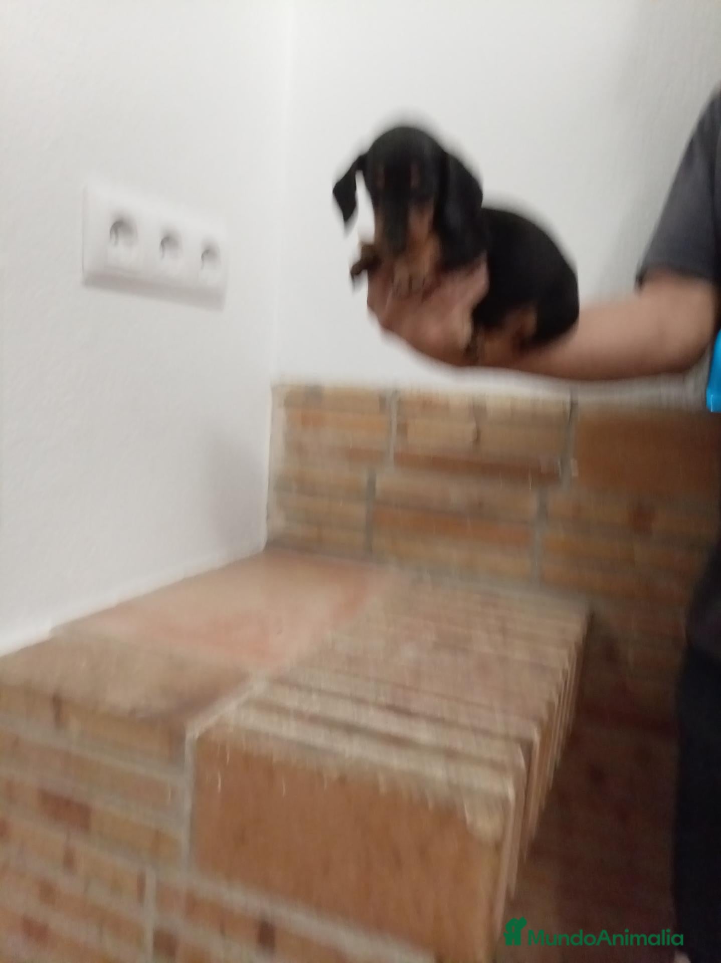 Teckel Miniatura perros Teckel  miniatura - Anuncio 1