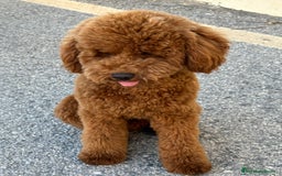 Caniche Enano perros para monta: Caniche enano para montas - Imagen 2