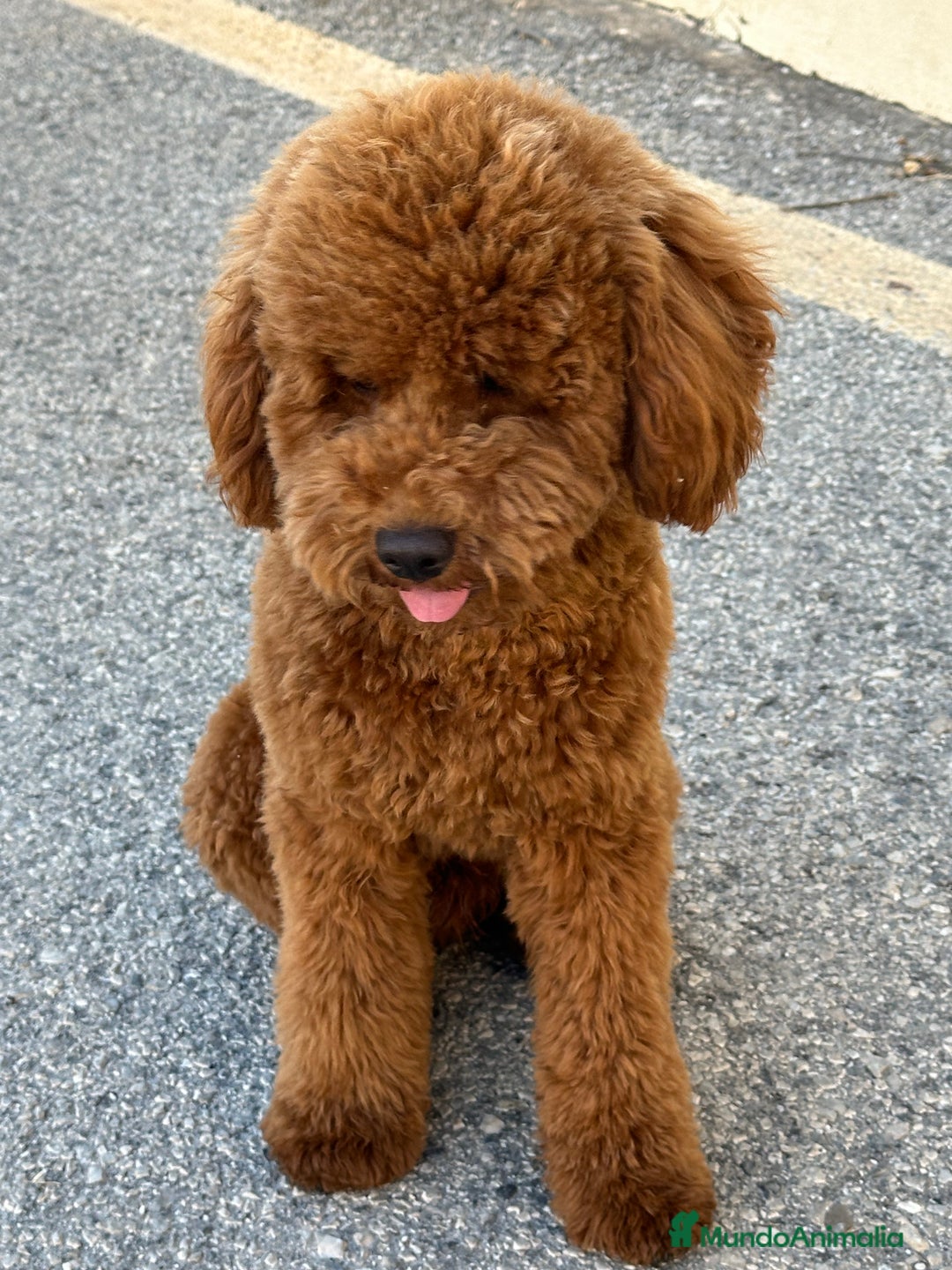 Caniche Enano perros para monta: Caniche enano para montas - Imagen 2