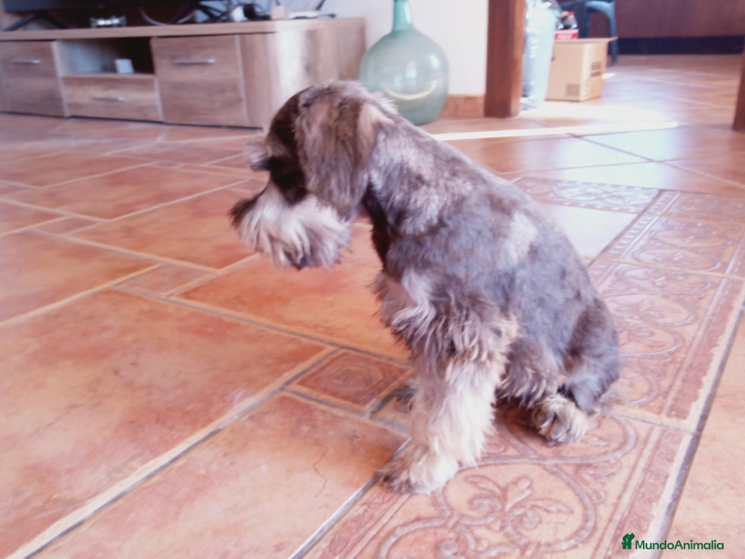 Schnauzer Miniatura perros en venta: Hembrita de Schnauzer negro/plata  - Anuncio 11