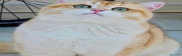 Británico de Pelo Corto gatos en venta: Bebé British AZUL GOLDEN - Anuncio 12