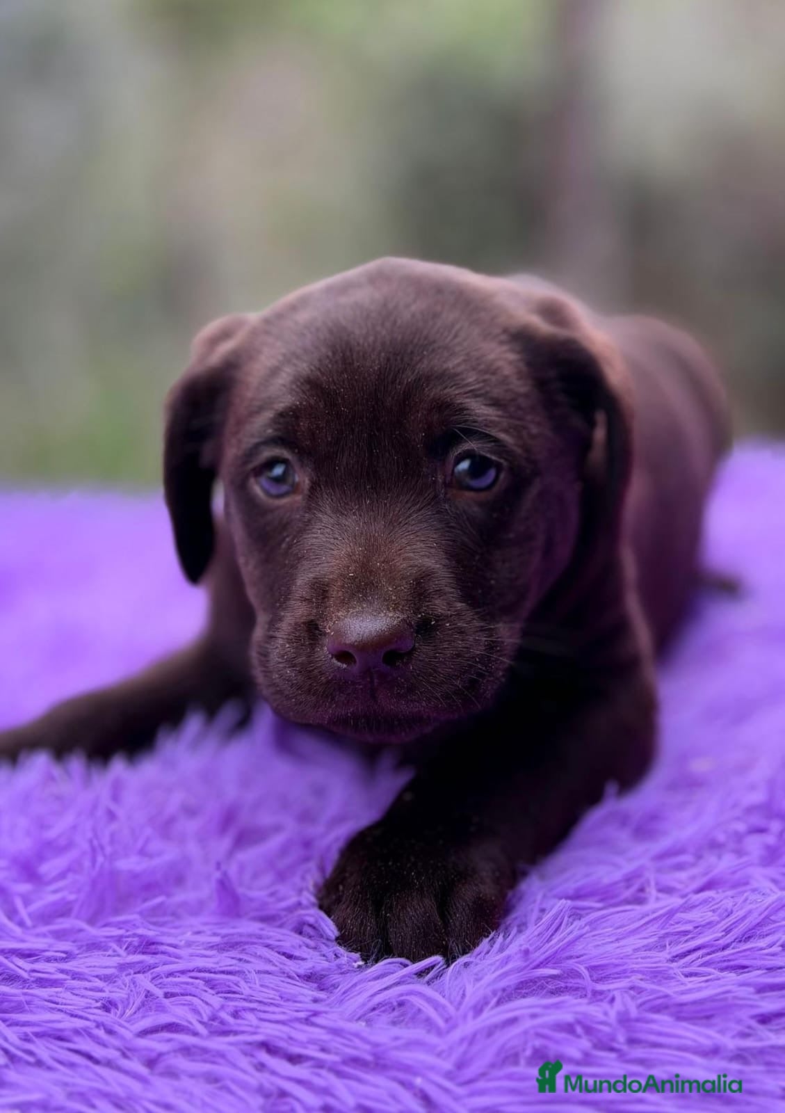 Labrador Retriever perros LABRADOR CHOCOLATE DISPONIBLES - Anuncio 2