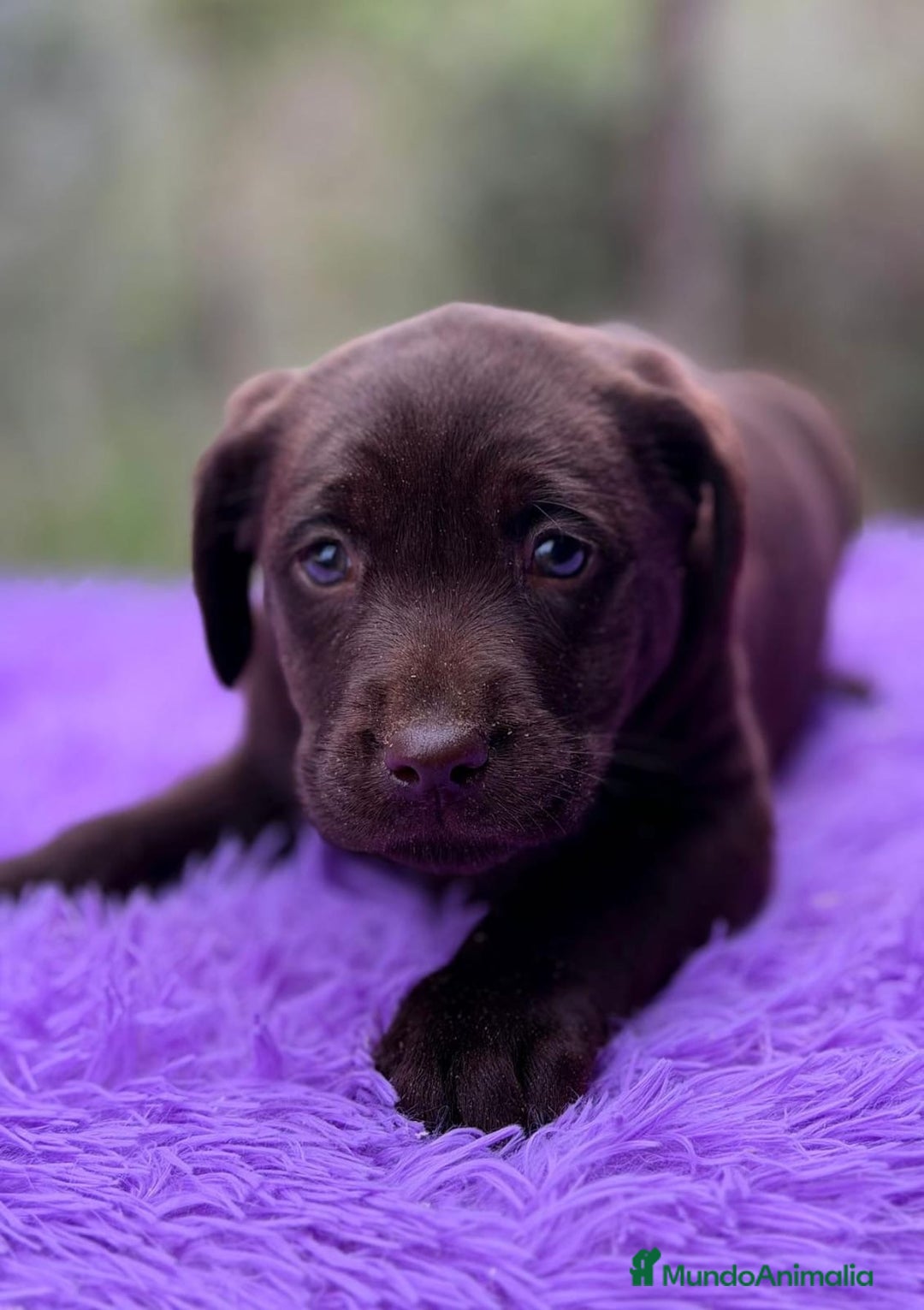 Labrador Retriever perros en venta: LABRADOR CHOCOLATE DISPONIBLES - Anuncio 2