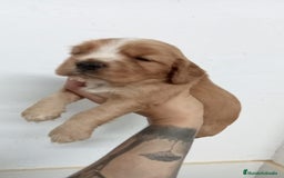 Cocker Spaniel Inglés perros en venta: Cocker Spaniel  - Imagen 2