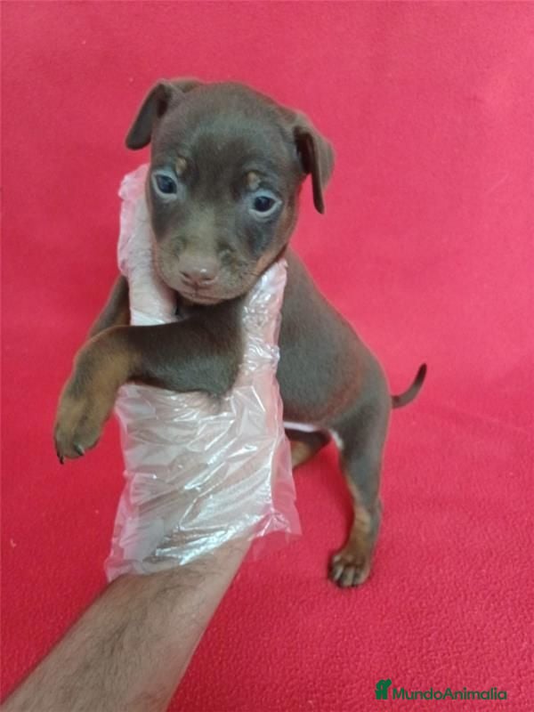 Pinscher Miniatura perros MiniPincher Chocolate  - Anuncio 1