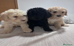 Perro de Agua Español perros en venta: Excelente camada de perro de Agua Español  - Imagen 1