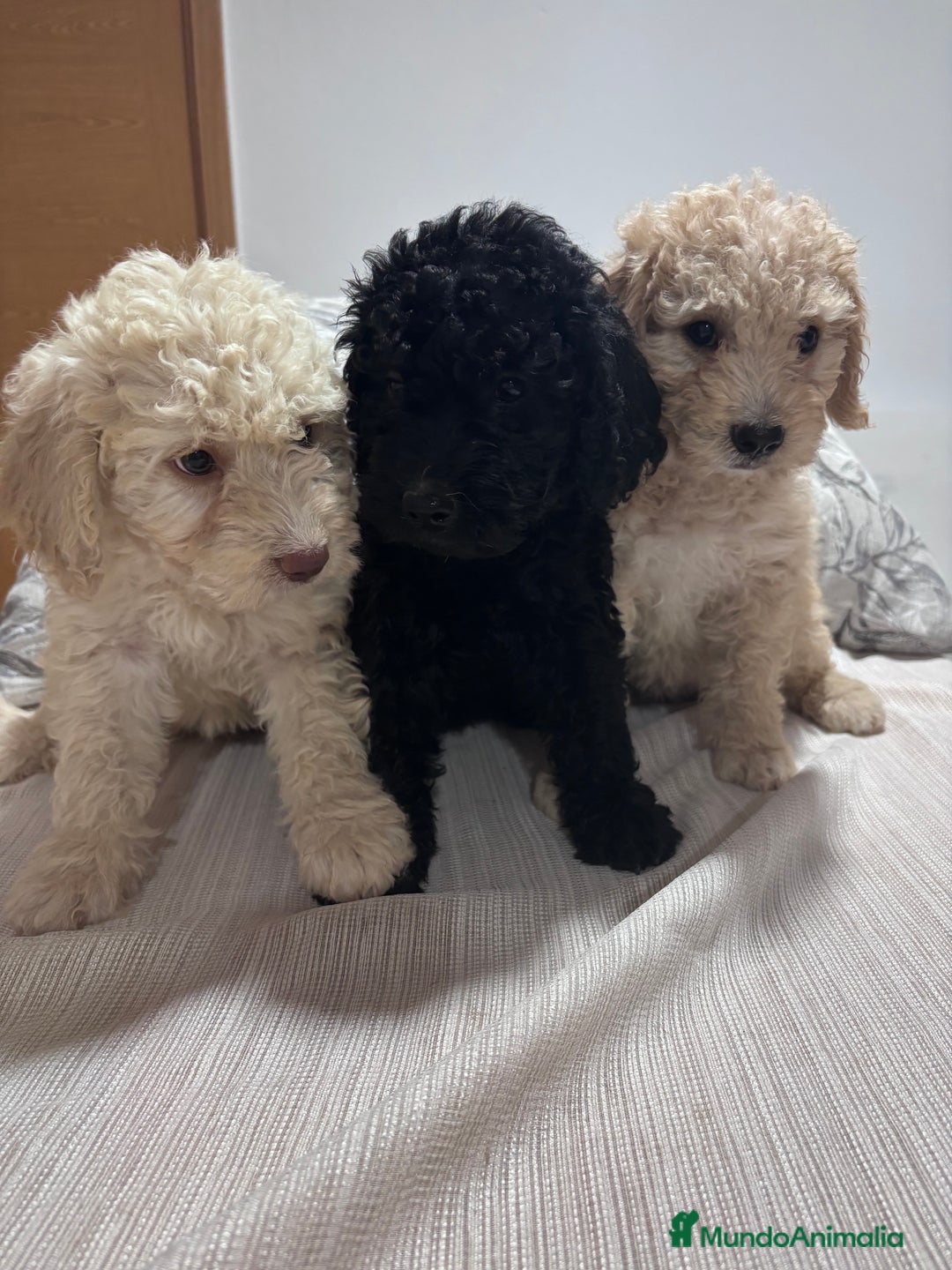 Perro de Agua Español perros en venta: Excelente camada de perro de Agua Español  - Imagen 1