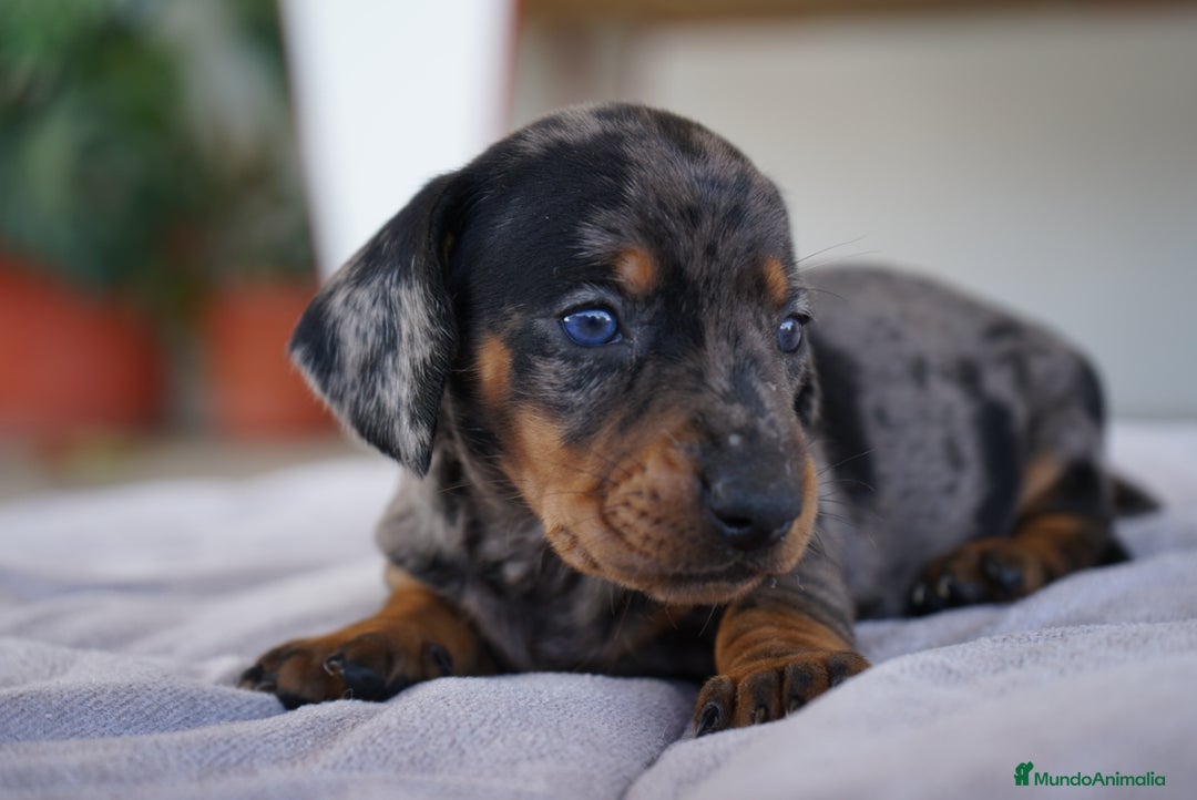 Teckel Miniatura perros en venta: 🌸 Florentina – Teckel miniatura merlé con negro🐾 - Imagen 15