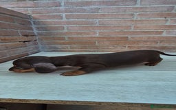 Teckel perros en venta: Teckel chocolate macho en Sevilla - Imagen 2