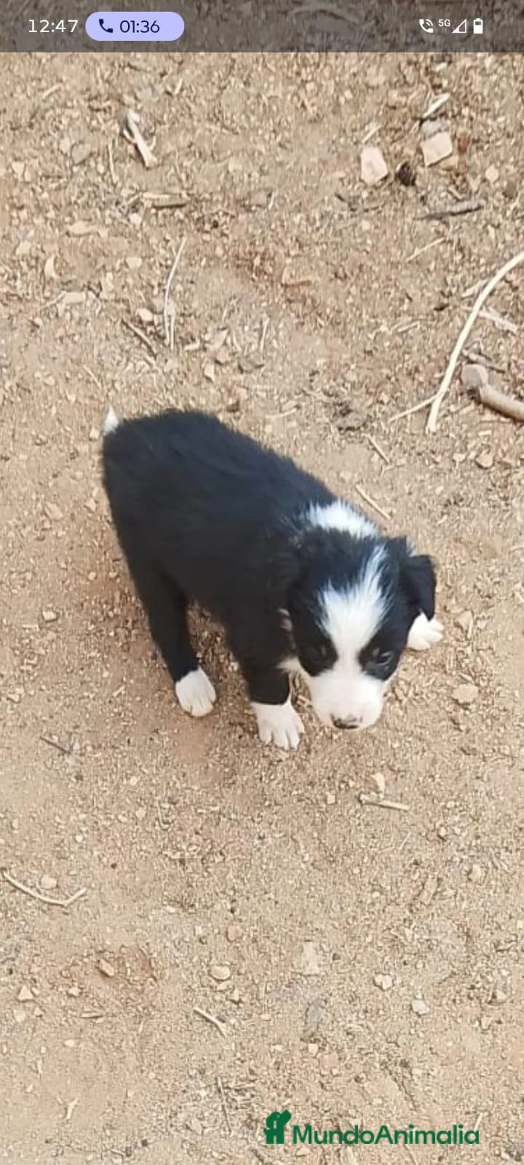 Border Collie perros en adopcion: Preciosos border collie - Anuncio 2