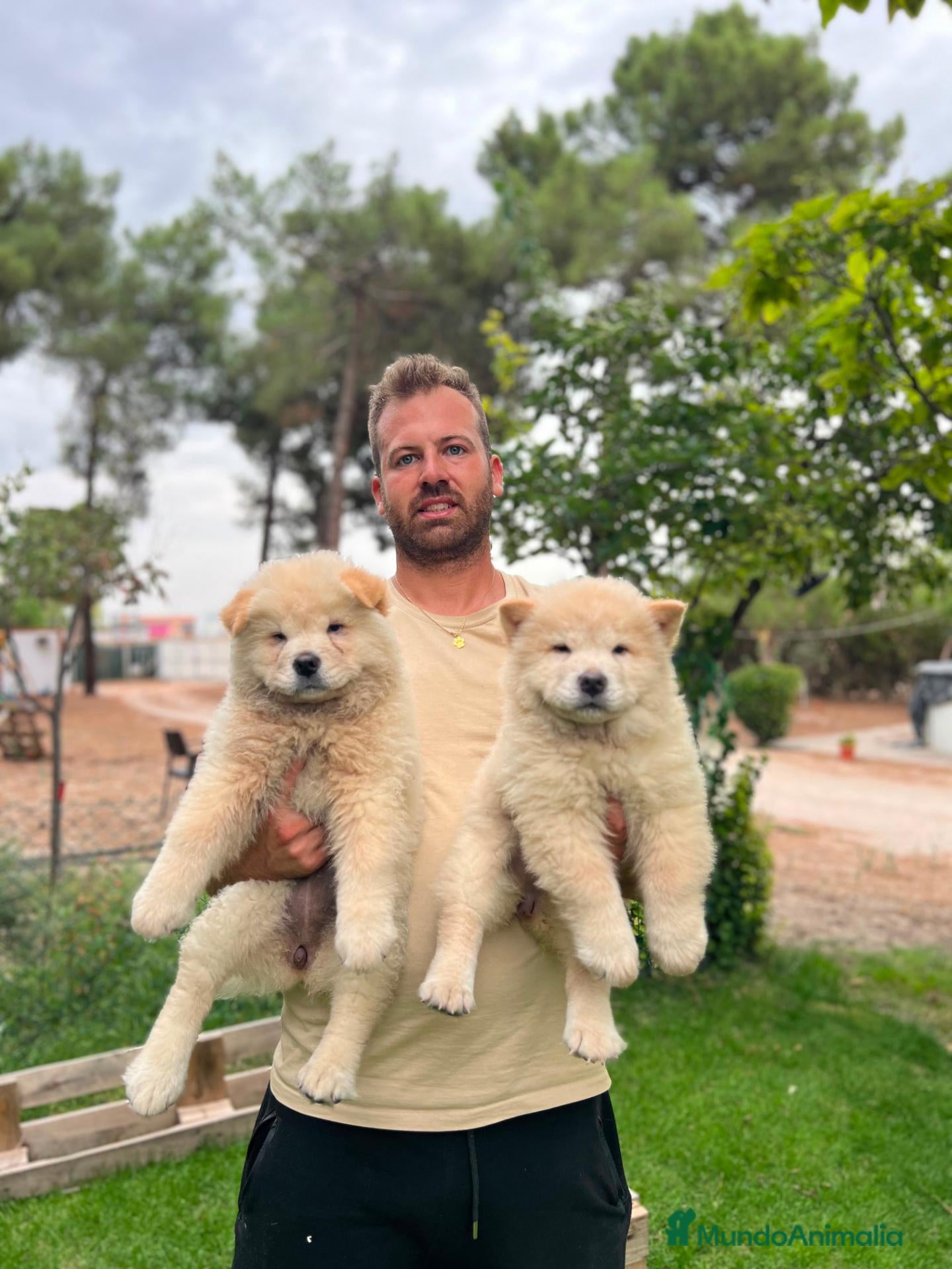 Chow Chow perros Chow chow - Anuncio 1