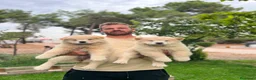 Chow Chow perros en venta: Chow chow - Anuncio 1