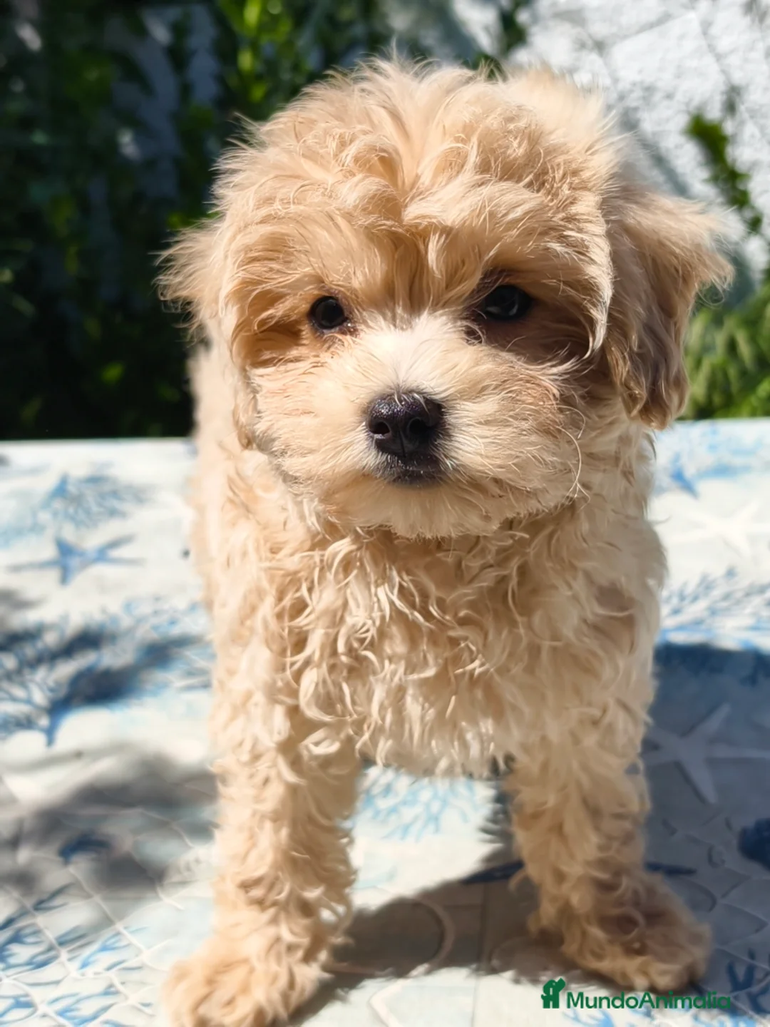 Maltipoo perros en venta: Maltipoo apricot macho  - Anuncio 7