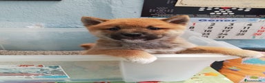Shiba Inu Cachorro 1
