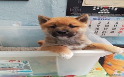 Shiba Inu perros en venta: Shiba inu - Imagen 5