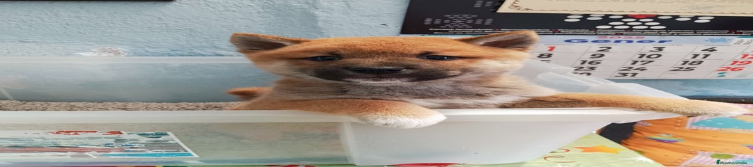 Shiba Inu Cachorro 1