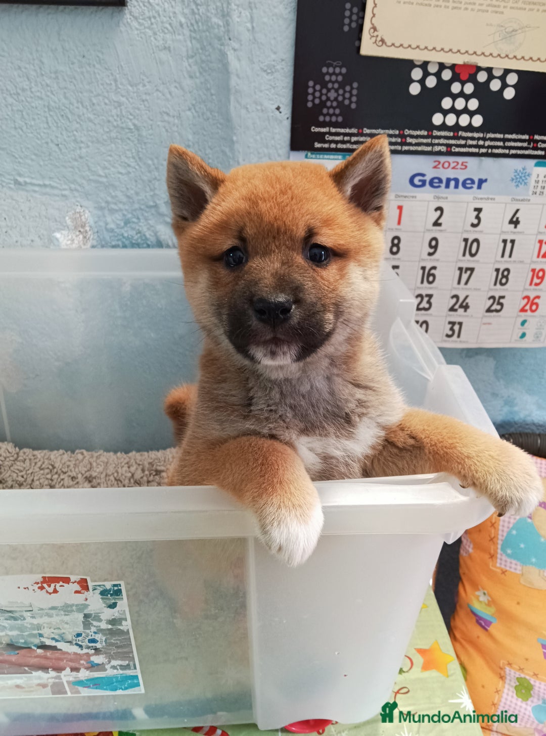 Shiba Inu perros en venta: Shiba inu - Imagen 5
