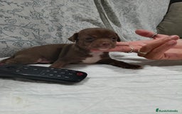 Chihuahua perros en venta: Chocolate macho  - Imagen 8