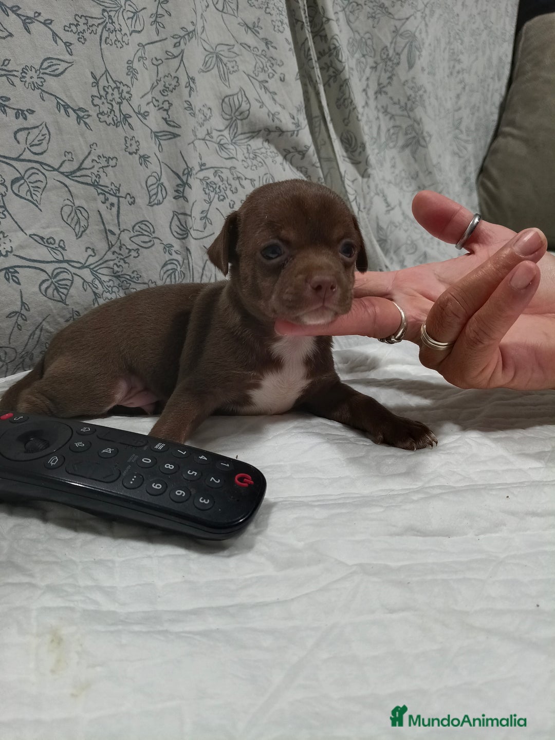 Chihuahua perros en venta: Chocolate macho  - Imagen 8