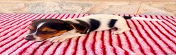 Jack Russell Terrier perros en venta: Jack Russell terrier  - Anuncio 7