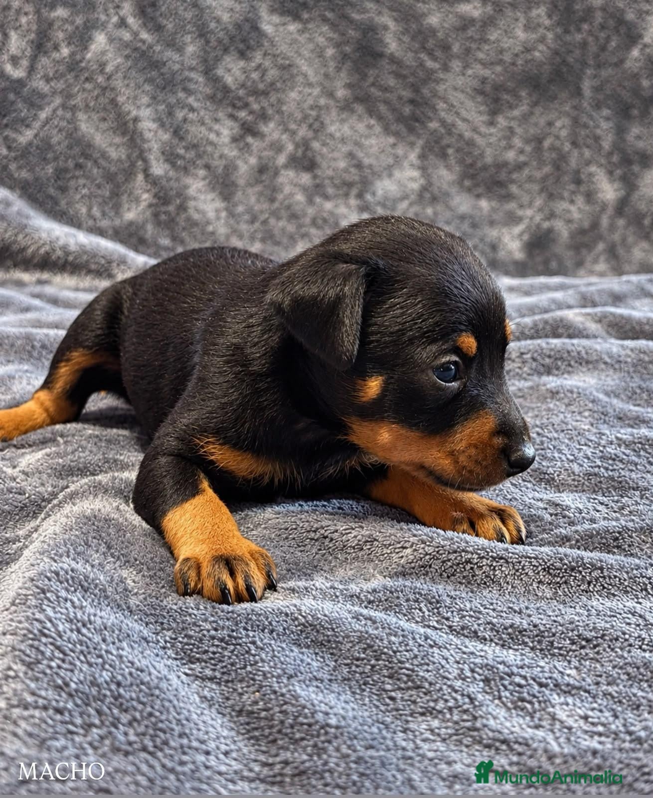 Pinscher Miniatura perros Pinscher Miniatura - Anuncio 2