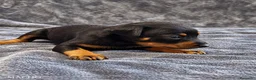 Pinscher Miniatura perros en venta: Pinscher Miniatura - Anuncio 1