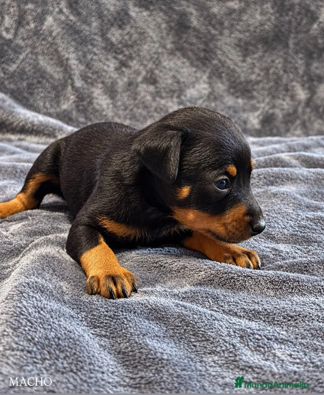 Pinscher Miniatura perros en venta: Pinscher Miniatura - Anuncio 1