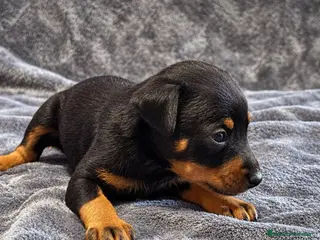 Pinscher Miniatura perros Pinscher Miniatura - Anuncio 6