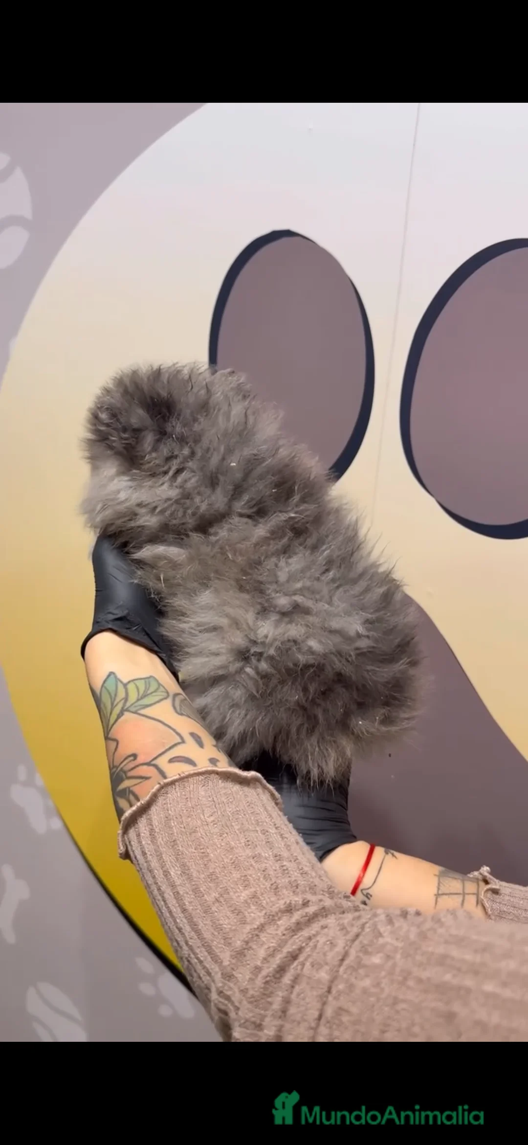 Pomerania perros en venta: Disponibles 3 cachorros pomerania merle - Anuncio 7