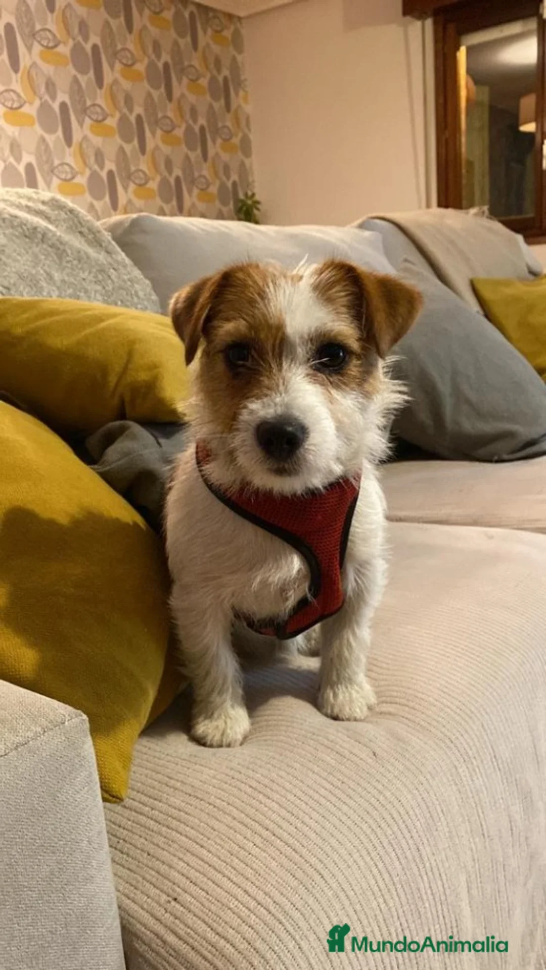 Imagen de galería {{count}}