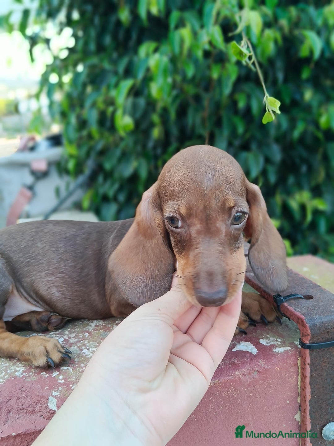 Teckel Miniatura perros en venta: Cachorrito teckel precio real  - Imagen 4