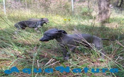 Pequeño Lebrel Italiano perros en venta: Lebrel Italiano Hembra 3 AQUANATURA - Imagen 9