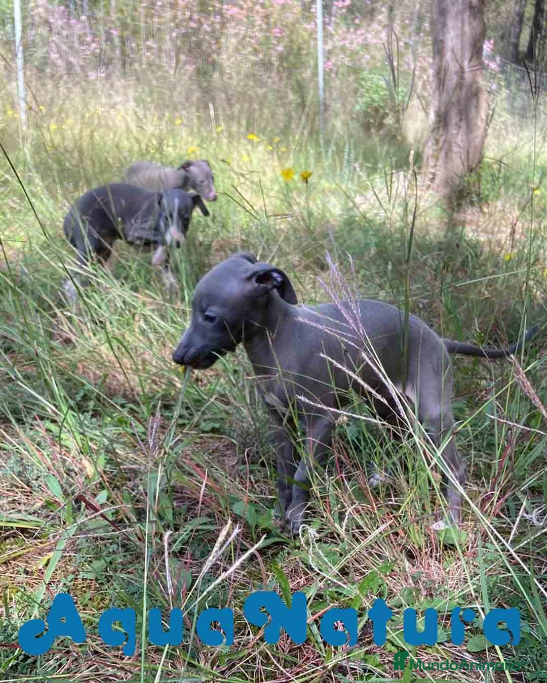 Pequeño Lebrel Italiano perros en venta: Lebrel Italiano Hembra 3 AQUANATURA - Imagen 9